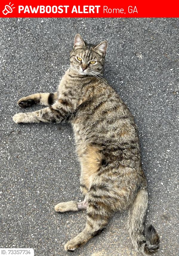 Lost Female Cat last seen Turner Chapel Rd, Rome, GA 30161