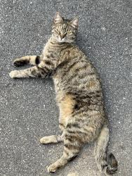 Lost Female Cat last seen Turner Chapel Rd, Rome, GA 30161