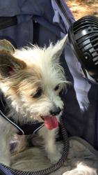 Reunited Male Dog last seen Interfaith and wedgewood forest, Spring, TX 77381