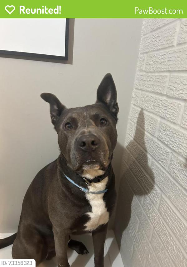 Reunited Male Dog last seen Near green bay road also near the walmart in zion il, Wadsworth, IL 60083