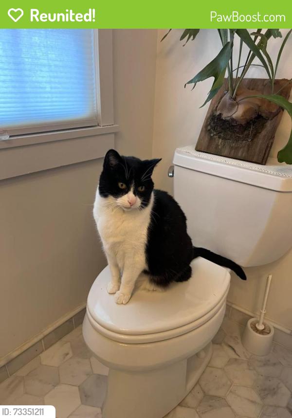 Reunited Male Cat last seen Duke of Gloucester, Annapolis, MD 21401