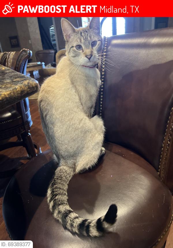 Lost Male Cat last seen Near Carbondale Ct ,Midland,Tx, Midland, TX 79705