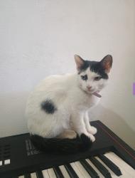 Lost Female Cat last seen Rua Riachuelo, Cidade Alta, SP 13419-190