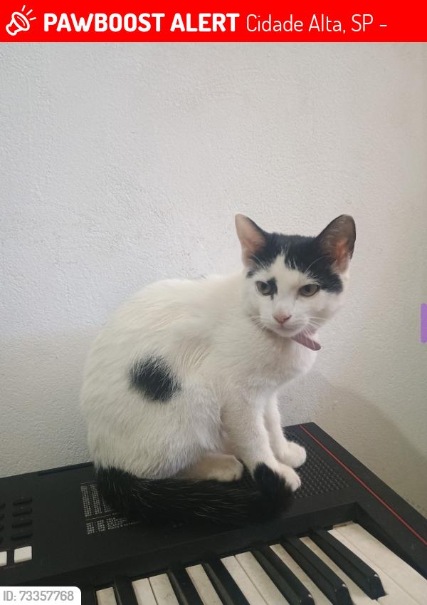 Lost Female Cat last seen Rua Riachuelo, Cidade Alta, SP 13419-190