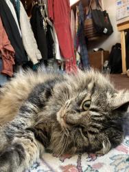 Lost Male Cat last seen Jordan River trail and Indiana Ave, Salt Lake City, UT 84104