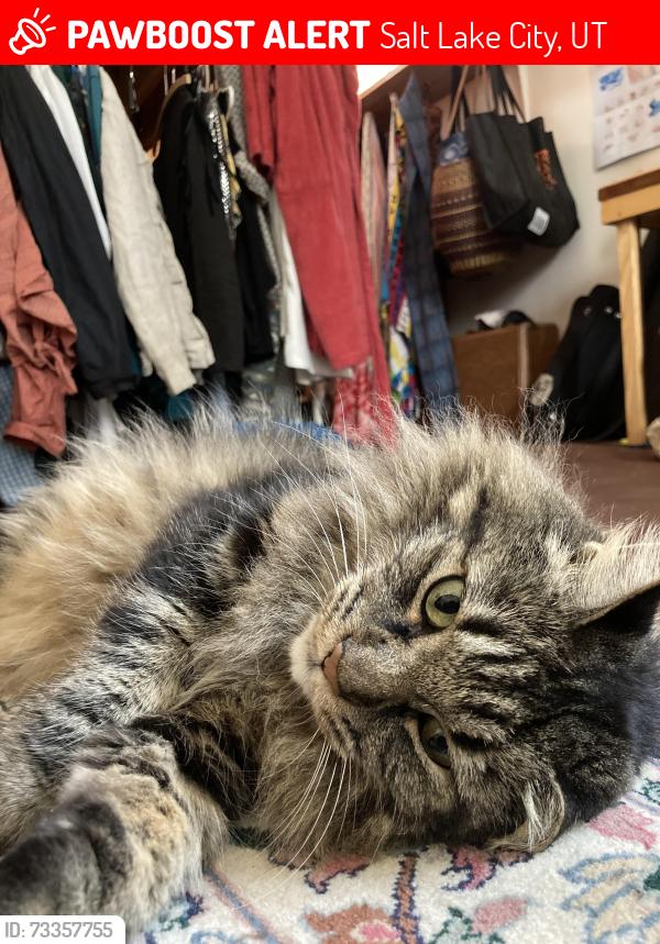 Lost Male Cat last seen Jordan River trail and Indiana Ave, Salt Lake City, UT 84104