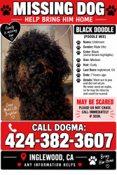 Lost Male Dog last seen Victory & Praire, Inglewood, CA 90303