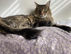 Lost Male Cat last seen Near N Dunn Street, Bloomington, IN 47408