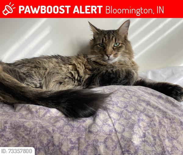 Lost Male Cat last seen Near N Dunn Street, Bloomington, IN 47408