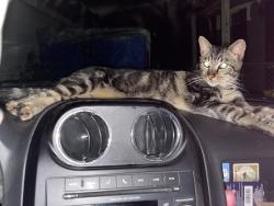 Found/Stray Unknown Cat last seen Benjamin Price Bridge, Madison, WV 25130