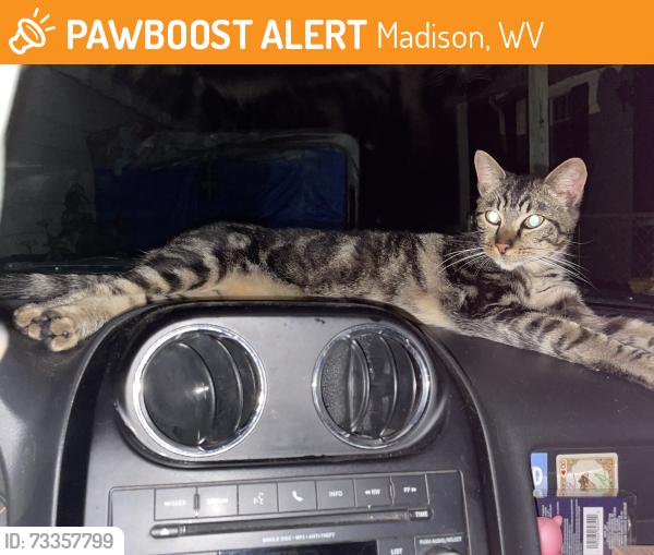 Found/Stray Unknown Cat last seen Benjamin Price Bridge, Madison, WV 25130
