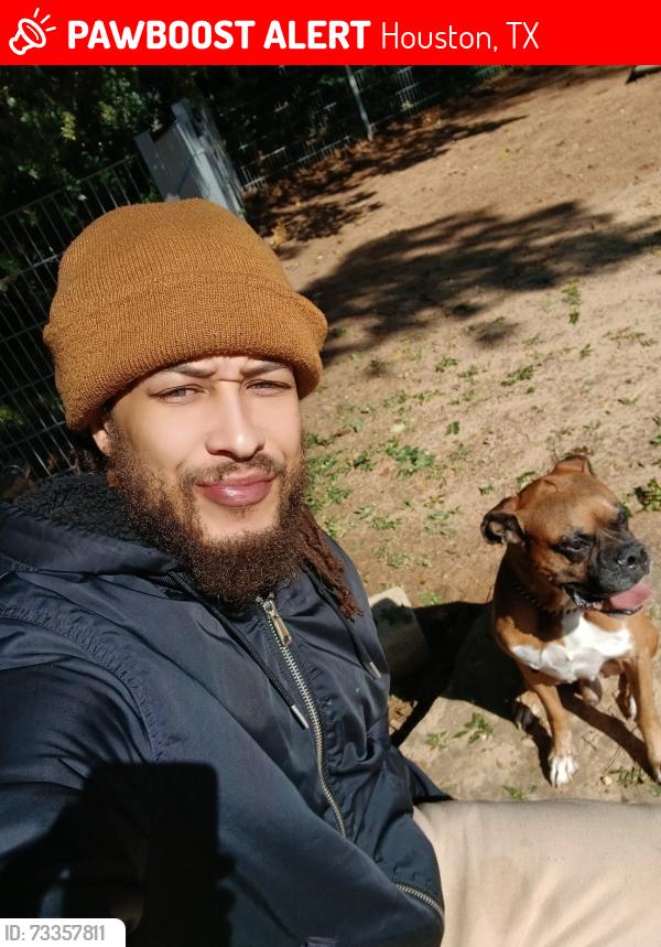 Lost Male Dog last seen Whestheimer rd and westerland drive, Houston, TX 77063