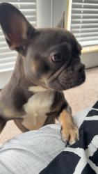 Lost Male Dog last seen Kings chicken, Louisville, KY 40203
