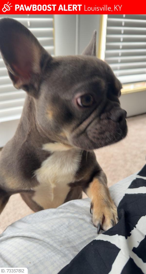Lost Male Dog last seen Kings chicken, Louisville, KY 40203