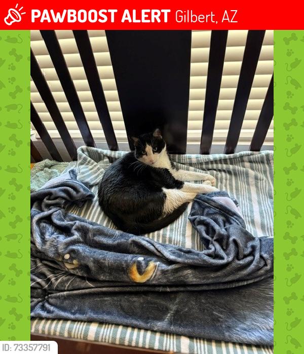 Lost Male Cat last seen Williamsfield and Gilbert Road, Gilbert, AZ 85295