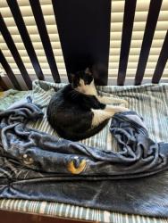 Lost Male Cat last seen Williamsfield and Gilbert Road, Gilbert, AZ 85295