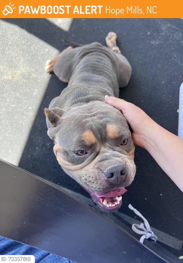 Found/Stray Female Dog last seen Sheffield Farms, round stone court, Hope Mills, NC 28348
