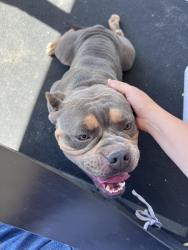 Found/Stray Female Dog last seen Sheffield Farms, round stone court, Hope Mills, NC 28348