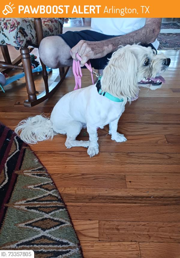 Found/Stray Male Dog last seen Matlock and Sublett, Arlington, TX 76018