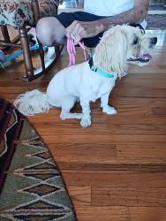 Found/Stray Male Dog last seen Matlock and Sublett, Arlington, TX 76018