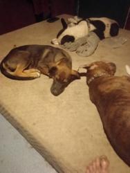 Lost Male Dog last seen Walters and Gabriel, San Antonio, TX 78202