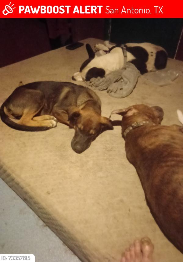 Lost Male Dog last seen Walters and Gabriel, San Antonio, TX 78202