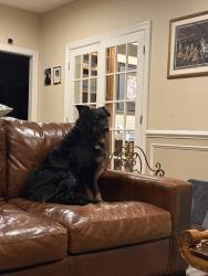 Reunited Male Dog last seen Middlesworth Farm Rd and Pleasant Grove in Long Valley, Washington Township, NJ 07853