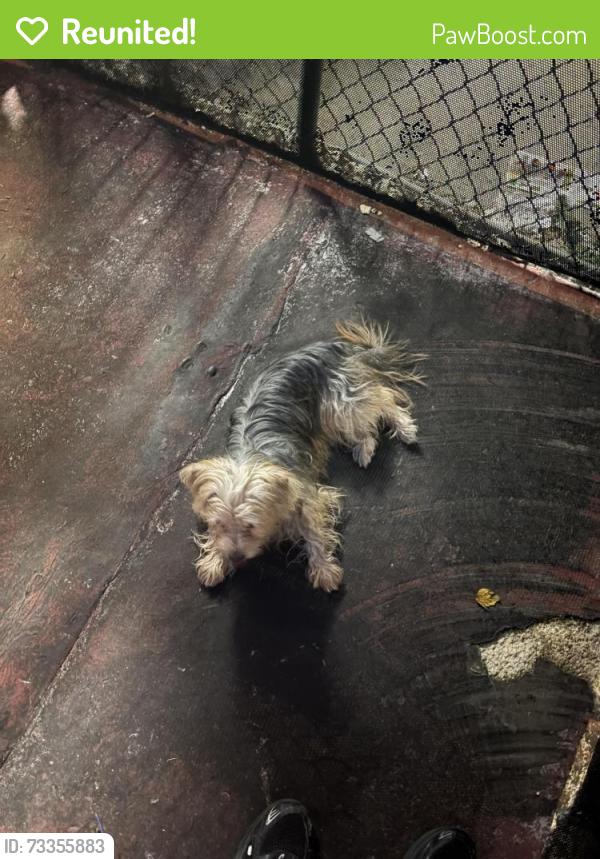 Reunited Male Dog last seen Crescent street, Brooklyn, NY 11208