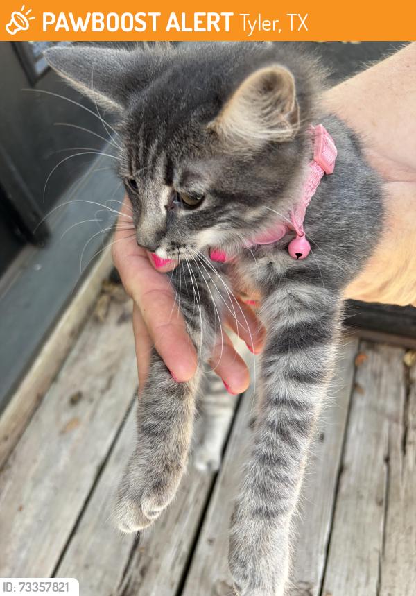 Found/Stray Unknown Cat last seen Front st and Vine Ave, Tyler, TX 75702