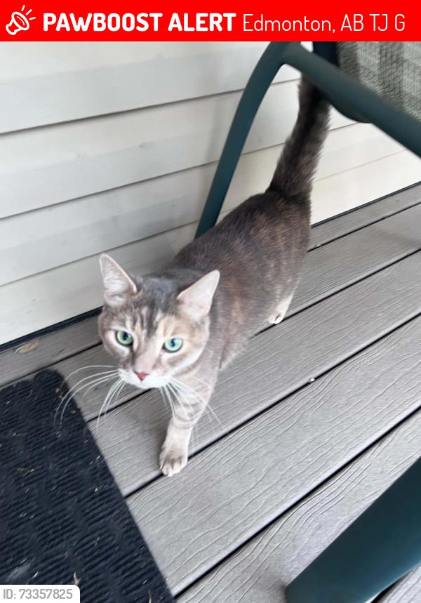 Lost Female Cat last seen Sweet grass school, Edmonton, AB T6J 4G2