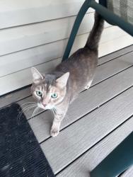 Lost Female Cat last seen Sweet grass school, Edmonton, AB T6J 4G2