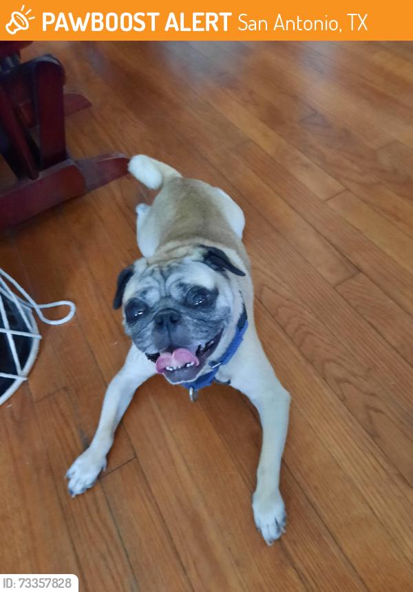 Found/Stray Male Dog last seen Commerce and Pine, San Antonio, TX 78220