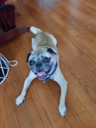 Found/Stray Male Dog last seen Commerce and Pine, San Antonio, TX 78220