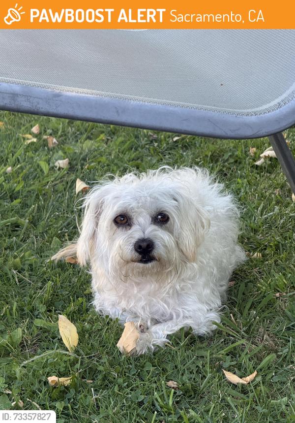 Found/Stray Male Dog last seen Marconi and el Camino, Sacramento, CA 95838