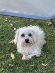Found/Stray Male Dog last seen Marconi and el Camino, Sacramento, CA 95838