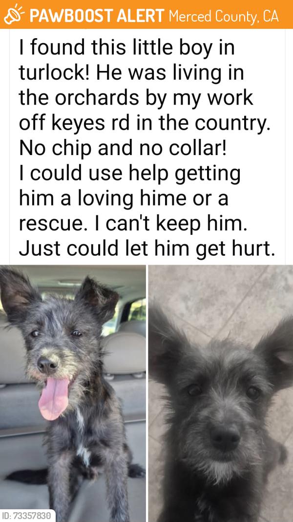 Found/Stray Male Dog last seen Keyes Rd, Merced County, CA 95324