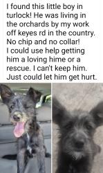 Found/Stray Male Dog last seen Keyes Rd, Merced County, CA 95324