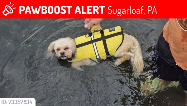 Lost Female Dog last seen W butler dr, Sugarloaf, PA 18249