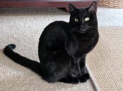 Reunited Male Cat last seen Near Yorkwood Place, Louisville, KY 40223