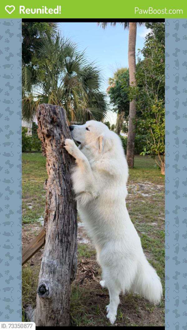 Reunited Male Dog last seen Indian river drive, near conchy Joe's, Jensen Beach, FL 34957