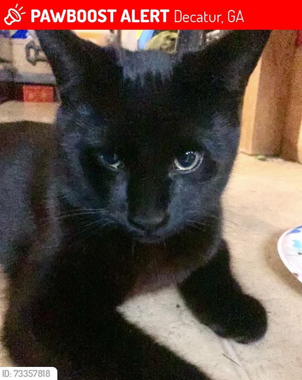Lost Male Cat last seen Laredo drive and Clarendon, Decatur, GA 30030