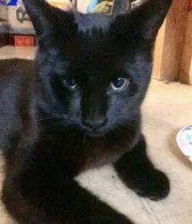 Lost Male Cat last seen Laredo drive and Clarendon, Decatur, GA 30030
