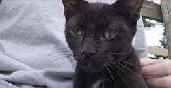 Lost Male Cat last seen Exchange, Crete, IL 60417