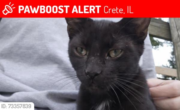 Lost Male Cat last seen Exchange, Crete, IL 60417
