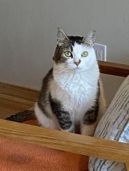 Lost Female Cat last seen Lions Park, Minneapolis, MN 55427