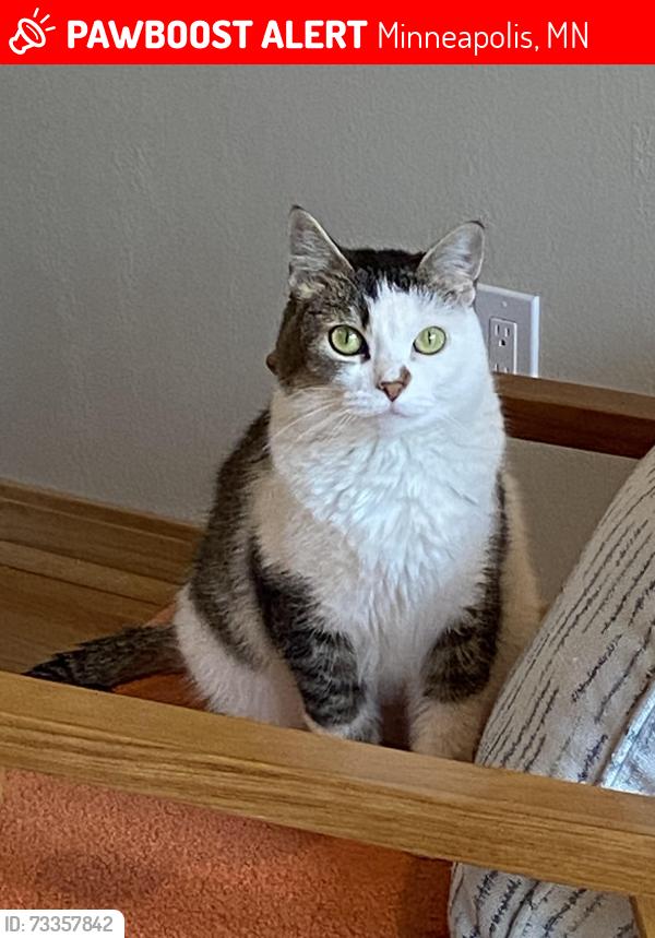 Lost Female Cat last seen Lions Park, Minneapolis, MN 55427