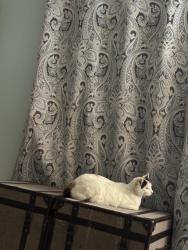 Reunited Female Cat last seen Haste Street, Berkeley, CA 94704