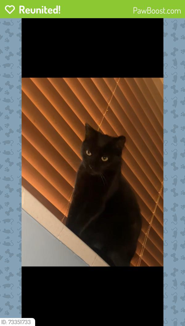 Reunited Male Cat last seen Western / Montgomery, Hayward, CA 94541