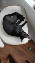 Lost Male Cat last seen Moog Rd, Beacon Square, FL 34691