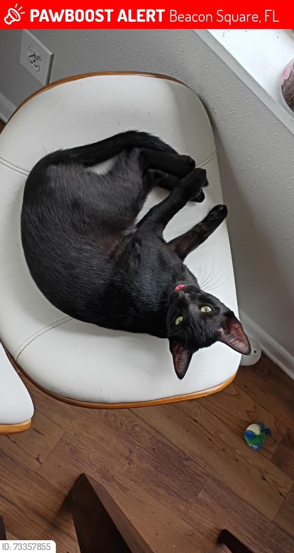 Lost Male Cat last seen Moog Rd, Beacon Square, FL 34691